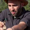 Man Intentionally Stings Himself With a Tarantula Hawk